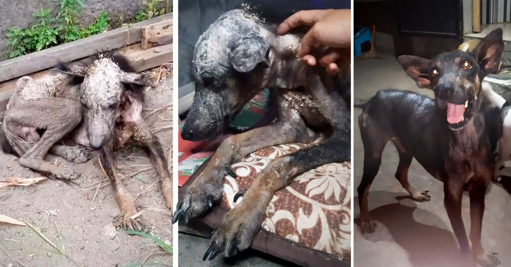 Photos Show Abused, Mangy, Malnourished Dog’s Transformation After New Owner Adopts Him