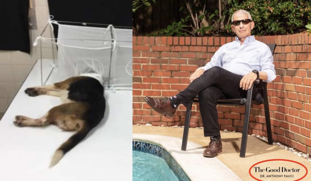 BREAKING NEWS: Investigators Find Dr. Fauci’s NIH Reportedly Gave $375K To Lab That Placed Live Beagle’s Heads In Cages Filled With Hungry Sand Flies That Ate Them Alive