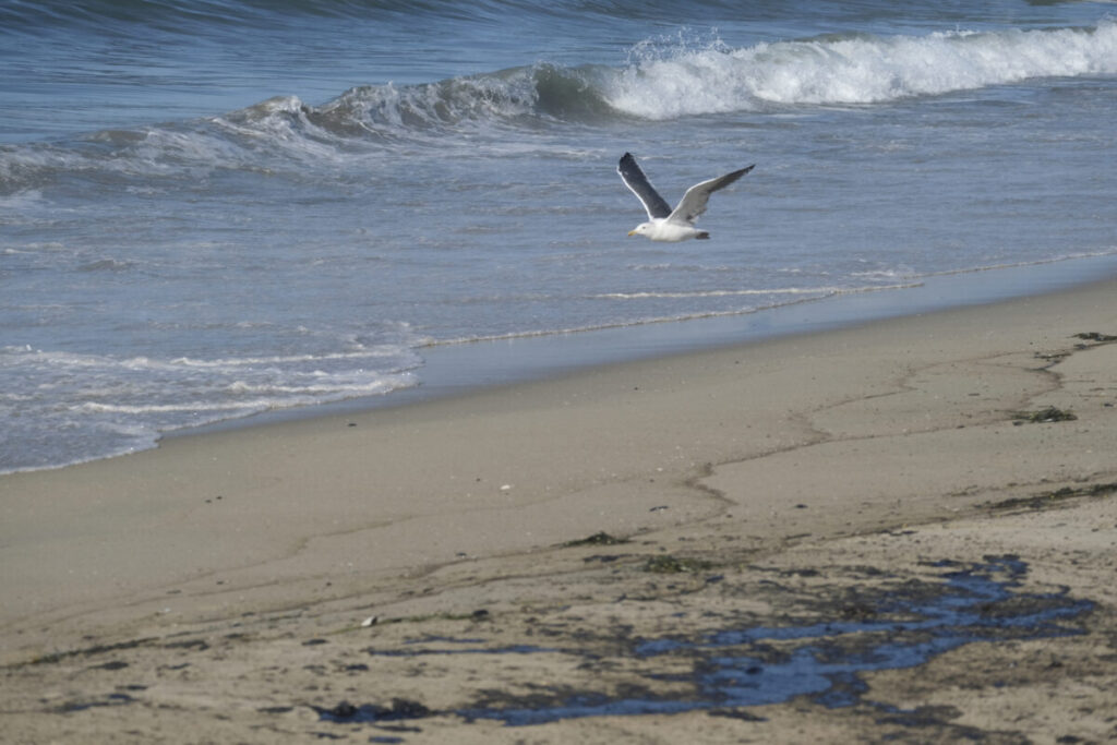 Massive Oil Spill Kills Wildlife, Closes Beaches at Southern California Beach
