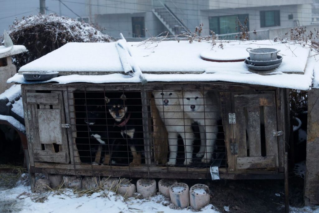 South Korea to Launch Task Force on Banning Dog Meat