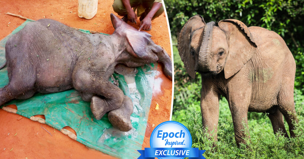 ‘He Is So Brave’: Collapsed Elephant Calf Gasping for Air in Muddy Pool Thrives After Rescue