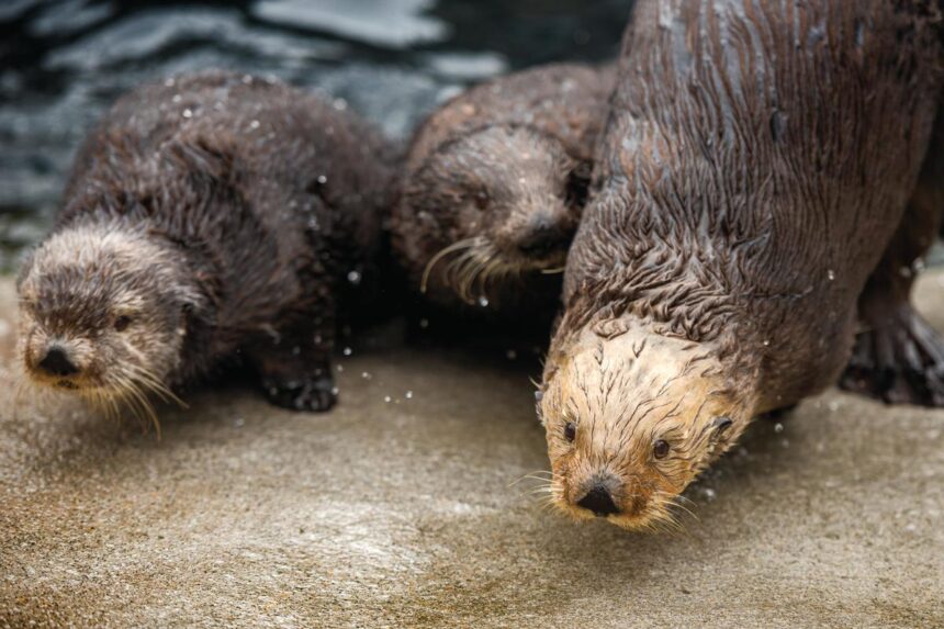 Sea otters vaccinated for COVID-19 at the Monterey Bay Aquarium
