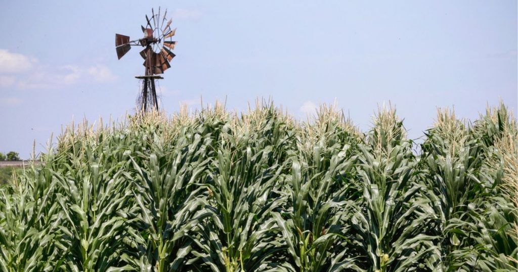 'Carbon Pipeline' to Cut Through Corn Belt Farmland; Eminent Domain on the Table for Landowners Who Won't Accept