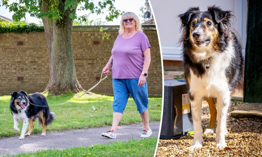 Totally Blind Dog Walks as If He Can See, Declared a ‘Medical Mystery’ by a Leading Vet