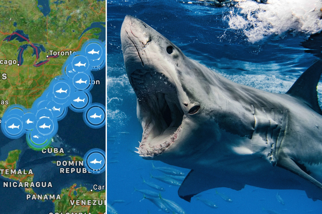 ‘Sharks are amassing’: Tracker shows great white sharks gathering on East Coast