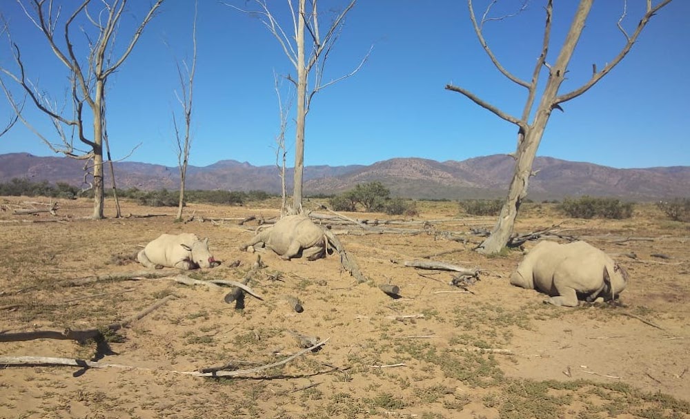 South Africa: About 24 rhino carcasses found in SA game reserves in past two weeks