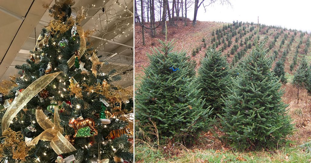 Christmas Tree Prices Surge Up To 30% Due To Supply Chain Crunch, Shortage Of Truck Drivers
