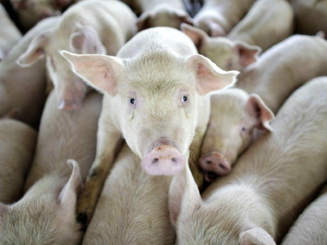 China Creating ‘Humanized Pigs’ with Gene Editing Then Infecting Them with Coronavirus