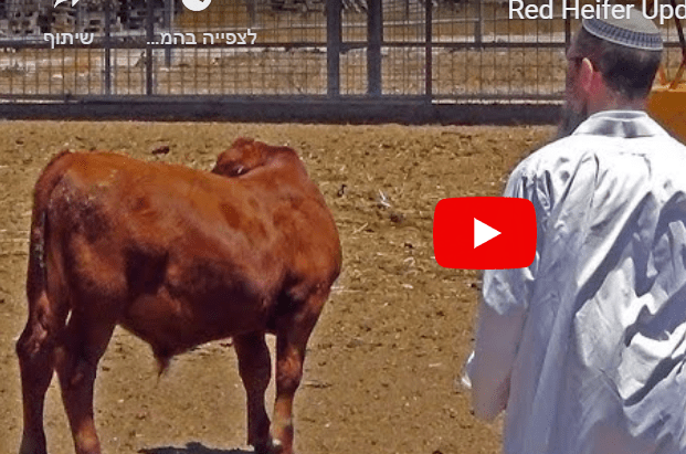 RED HEIFERS DISCOVERED IN TEXAS DISQUALIFIED FOR TEMPLE SERVICE BY RABBI…FOR NOW