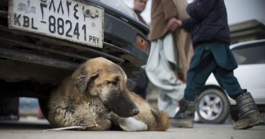 Post-Biden Afghanistan Homeless Reportedly Hook Hounds on Heroin to Keep Them Loyal