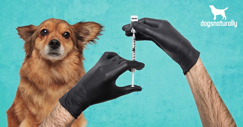 65 Ways Rabies Vaccination Can Harm Your Dog