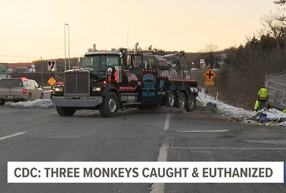 Nothing to See Here… CDC Is Monitoring Local Residents for Cold-like Symptoms Following Crash of Semi Carrying 100 CDC Test Monkeys