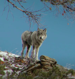 Federal court reverses Trump rule eliminating protections for gray wolf population