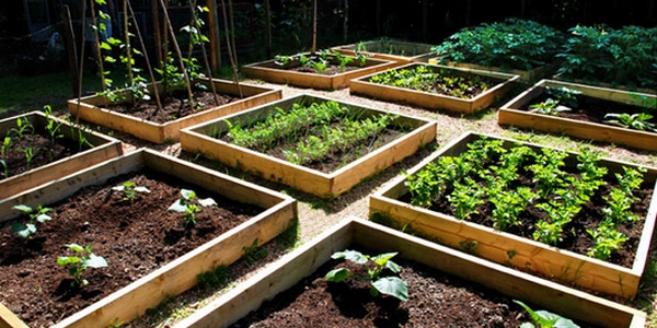 Food shortages are coming: Time to plant a Victory Garden