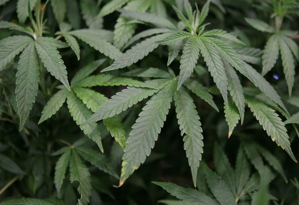 DON’T SAY MARIJUANA: Washington State Bans Use of ‘Racist’ Word for Cannabis