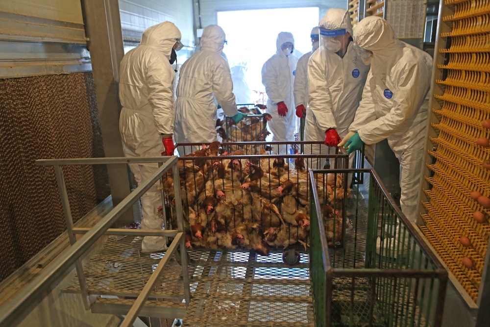 Avian flu has now spread to 27 states, sharply driving up egg prices