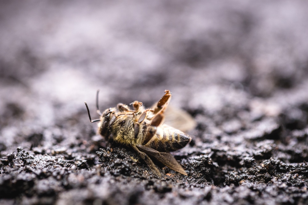 New research warns that parts of the world are facing an “Insect Apocalypse’