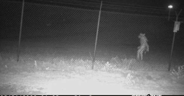 ‘Unidentified Amarillo Object’: Strange figure caught on camera at Amarillo Zoo