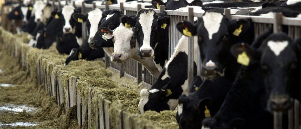 Meat Industry Takes Heavy Hit As Up To 10,000 Cattle Die From ‘Heat And Humidity’ In Kansas