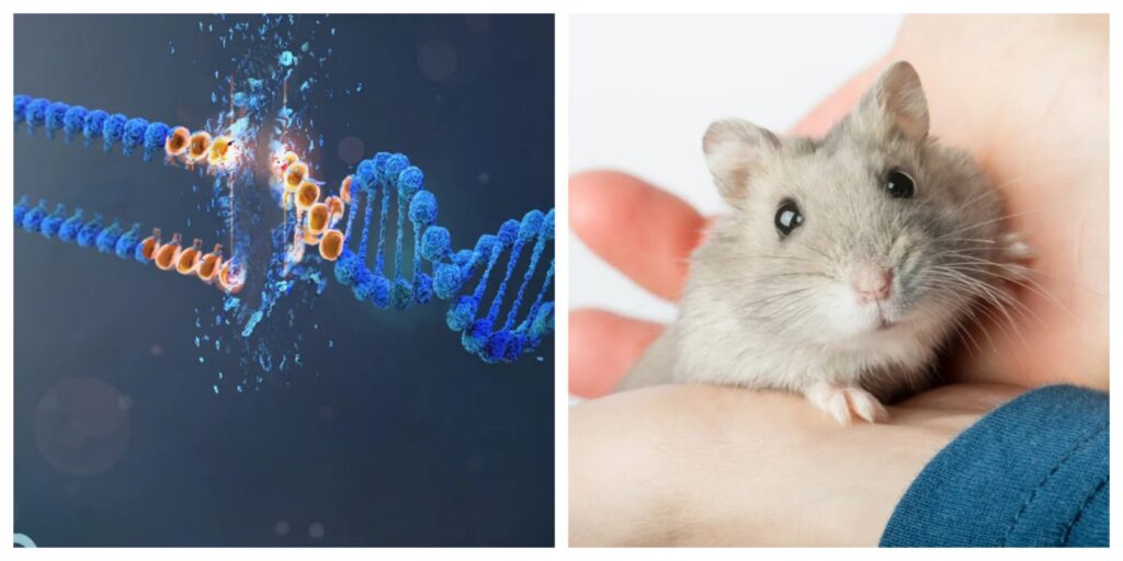 CRISPR Gene-Editing Mad Science Experiments Turn Sweet Hamsters Into Vicious Monsters