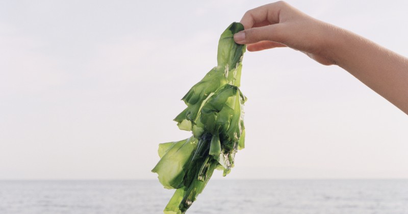World Economic Forum Urges People to Eat Seaweed, Algae and Cacti to Save the Planet