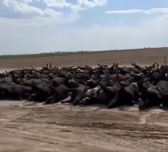 BREAKING: 10,000+ Cattle Suddenly Dead In Kansas, Ranchers: ‘It’s Not Heat’