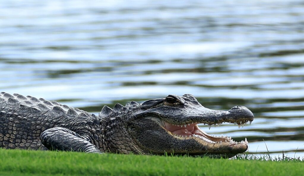 Elderly Woman Attacked And Killed By Two Alligators: Authorities