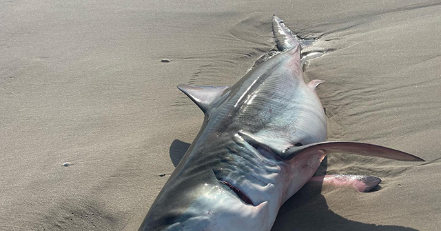 PHOTOS: Great White Shark Washes Up on Long Island Beach, Teen Surfer Attacked Nearby Hours Later
