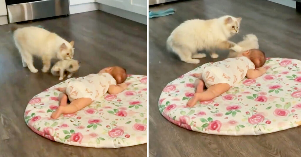 VIDEO: Mama Cat Adorably Brings One of Her Kittens to Meet Owner’s Baby