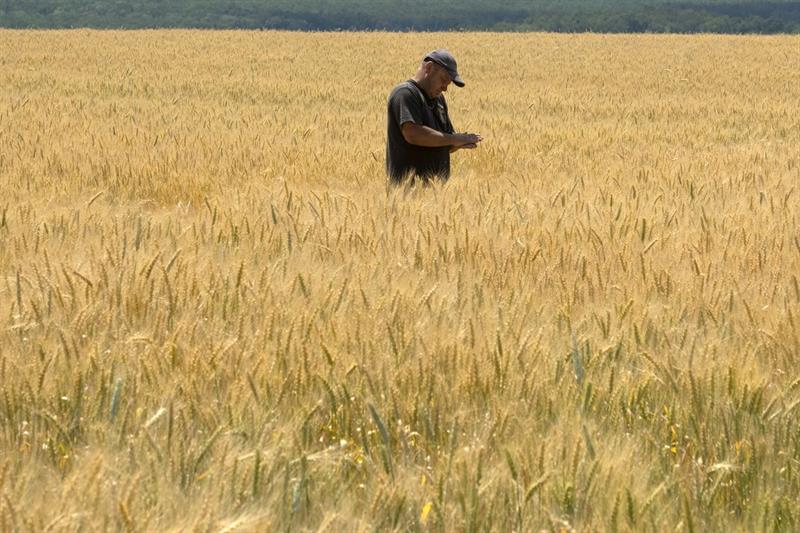 Egypt buys 815,000 tonnes of wheat in tender from France, Romania, Russia and Bulgaria