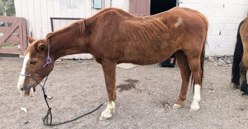 Aged Horse About to Be Sold to Butchers in Mexico Gets Rescued, Thrives With Loving Care