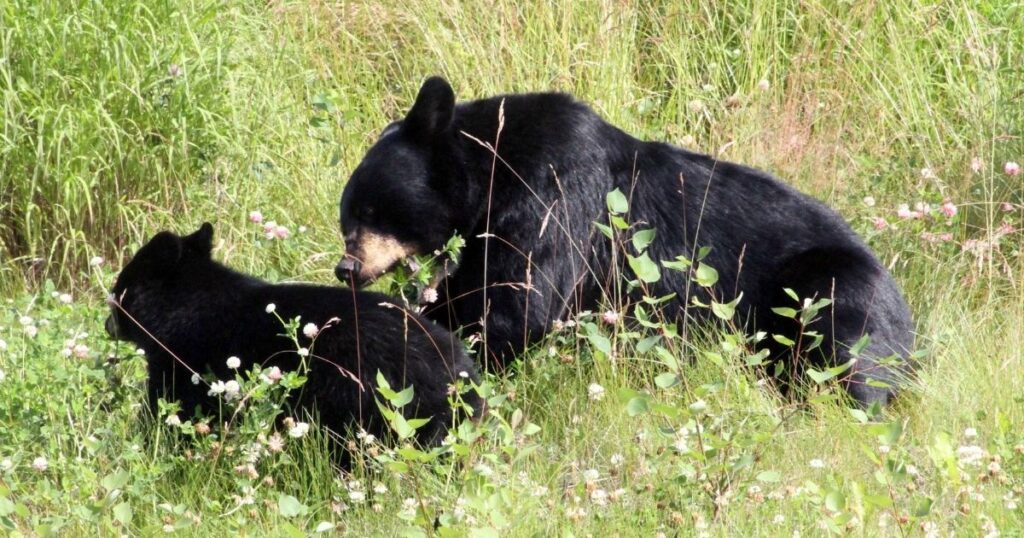 Mama Black Bear and Her Two Cubs Shot Dead After State Officials Think They're Getting Too Close to Homeless Camp