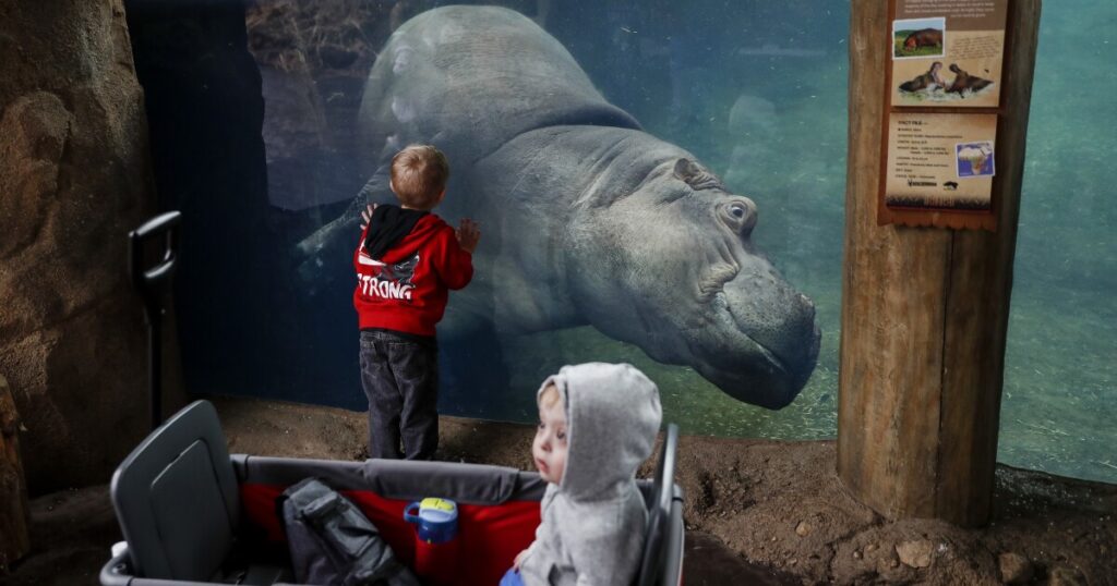 WATCH: Bibi the hippo is on birth watch at Cincinnati Zoo