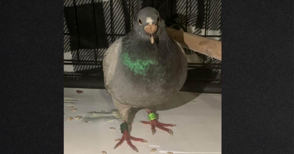 Homing Pigeon Named Bob Makes Wrong Turn, Ends Up Traveling from England to Alabama