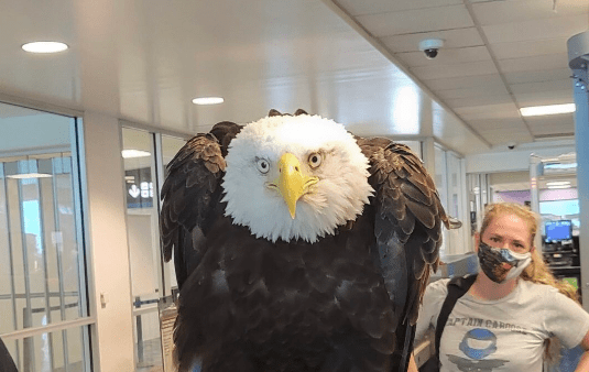 Video Shows Bald Eagle Going Through TSA