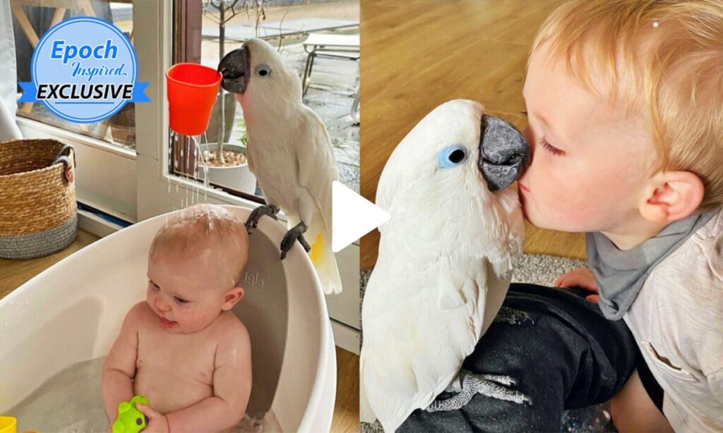 Cockatoo Jealous of Owner’s Baby Son Finally Falls in Love