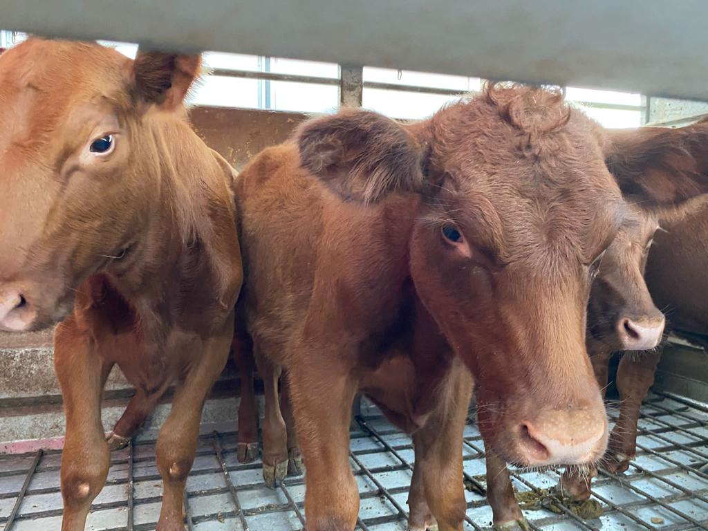 Does the arrival of five red heifers in Israel signal third temple, end times?