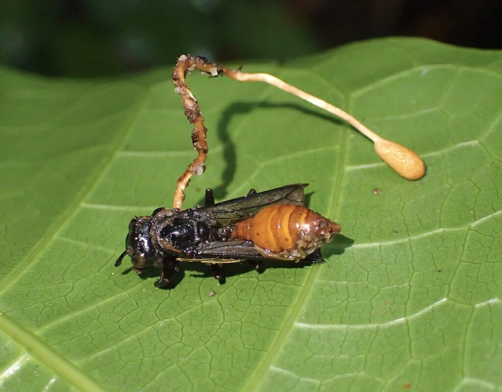 Stunning Photo of a Fungus Making a Dead Fly Into a 'Zombie' Wins Prestigious Award