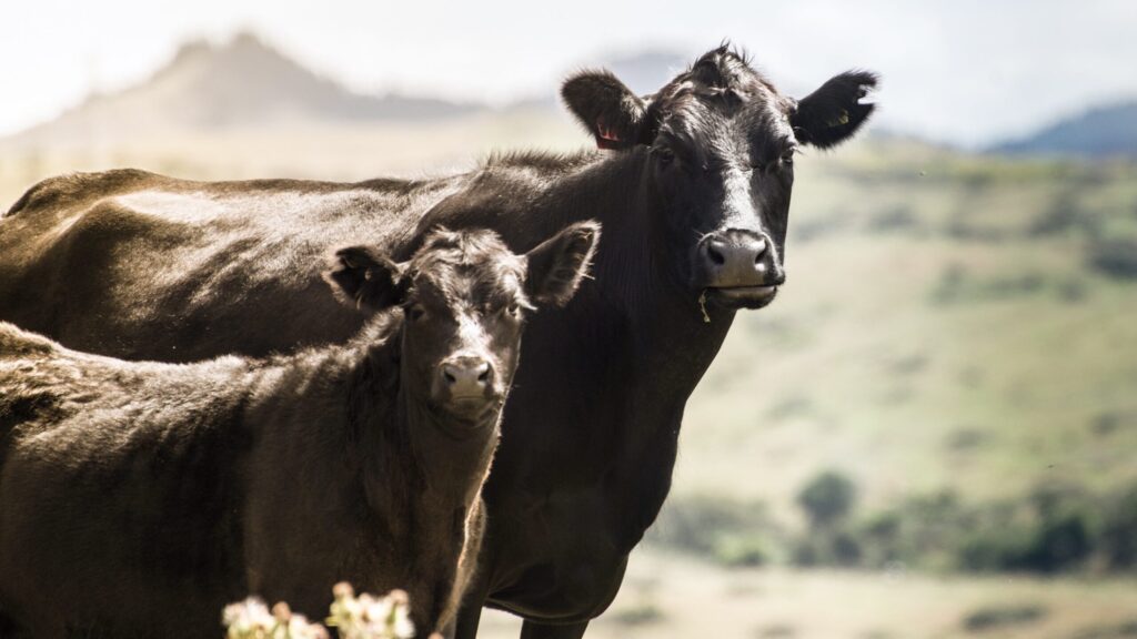 New Zealand Proposes New Climate Tax Directed At ‘Greenhouse Gasses’ Produced By Farm Animals