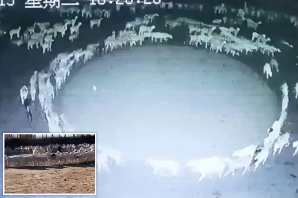 Massive flock of sheep has been walking in a circle for 12 days straight in China