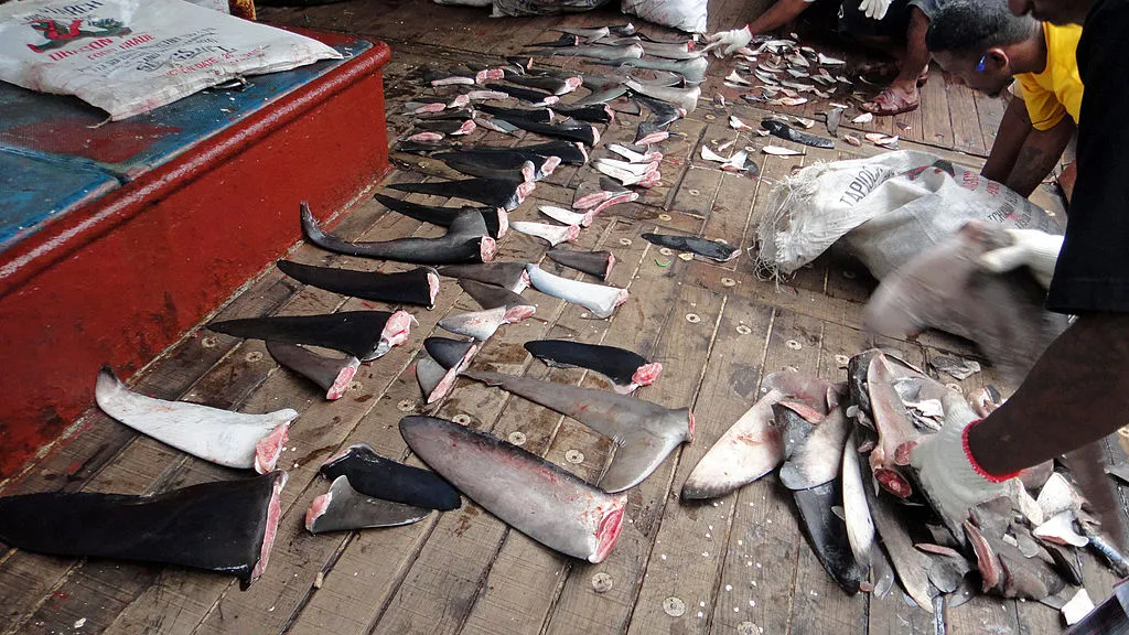 House bans shark fin trade, curbs illegal fishing