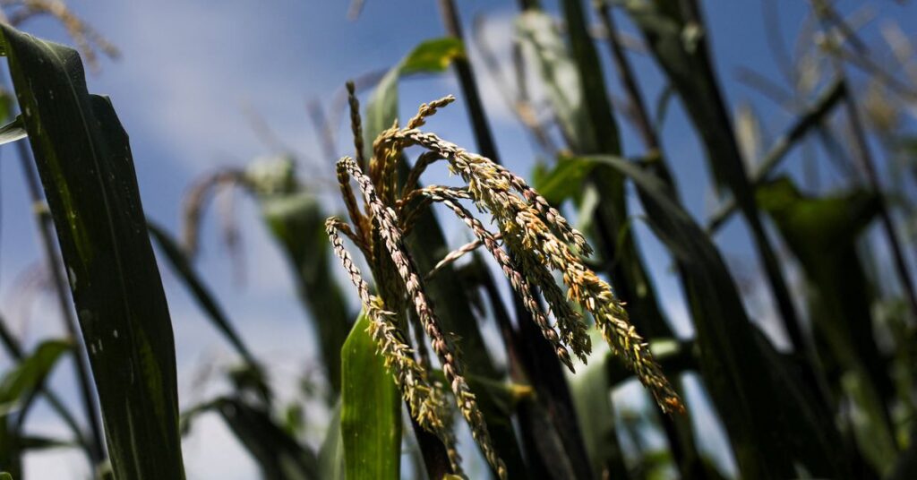EXCLUSIVE Mexico to proceed with GMO corn ban, seeks international grain deals -official