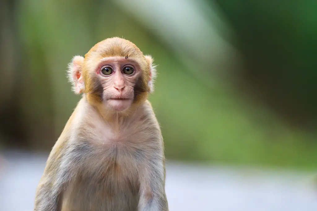 Chinese scientists put human brain genes into monkeys