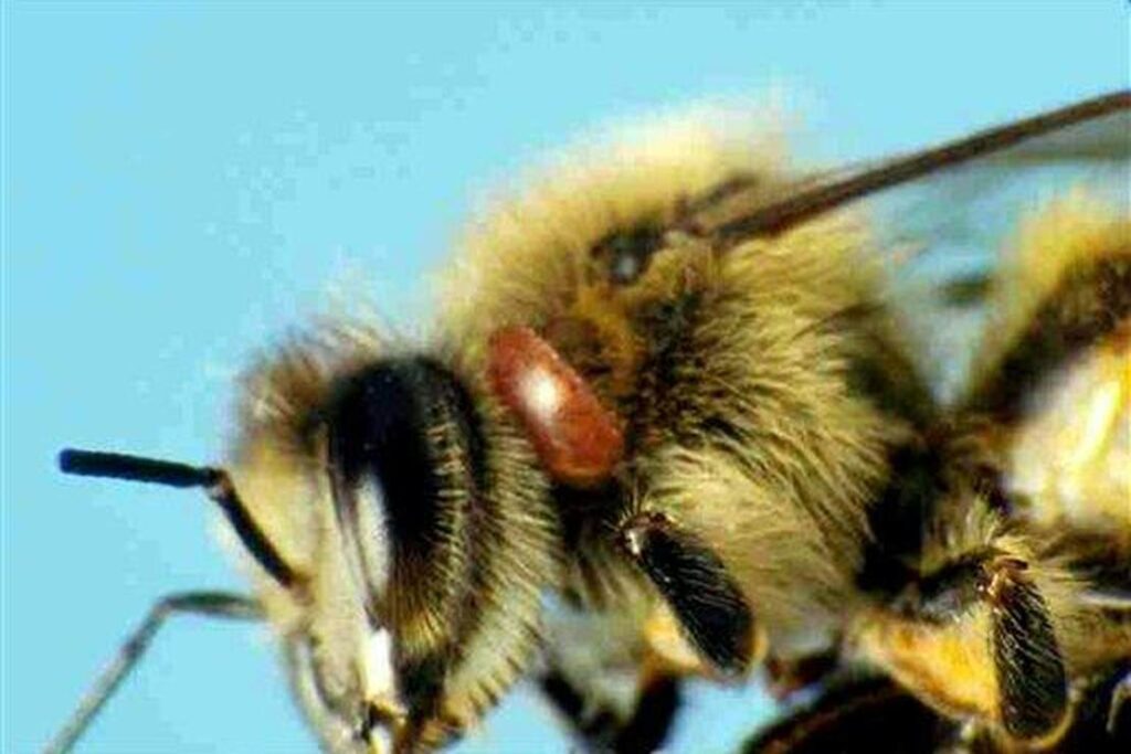 USDA Greenlights First-Ever Honeybee Vaccine
