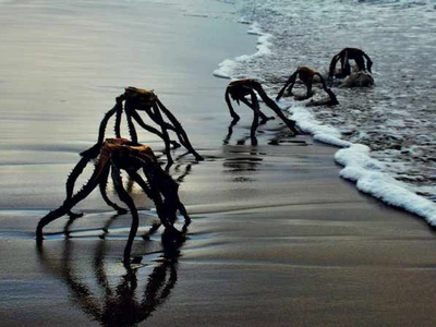 South Africa - Frightening "alien" creatures run amok on Stillbaai's beaches