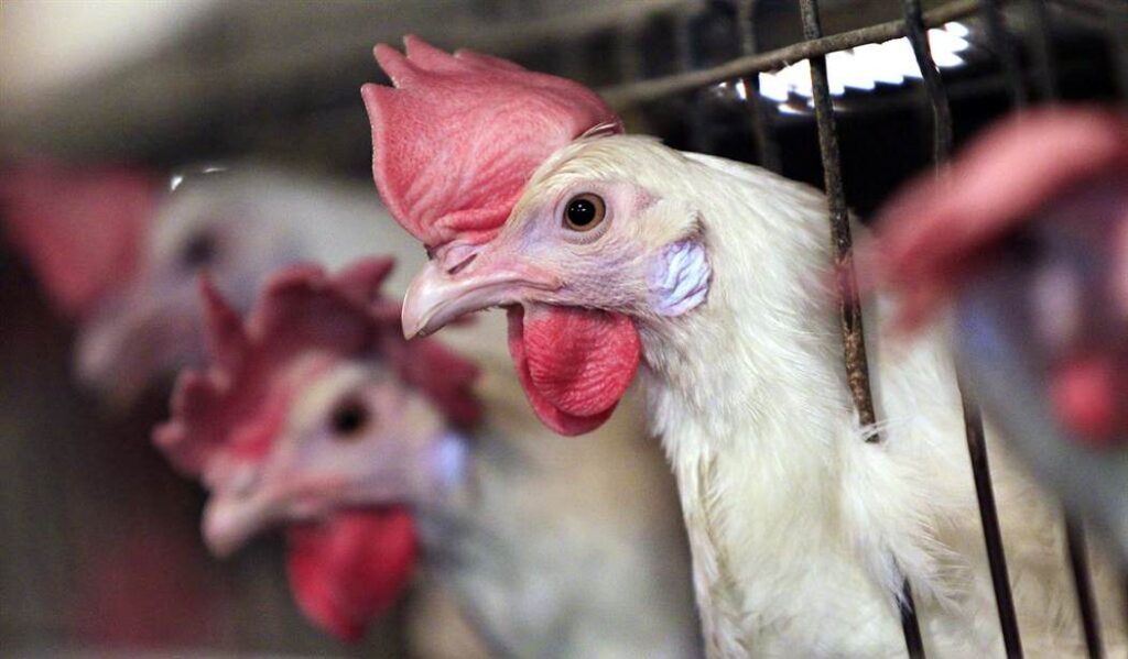 Meanwhile, New Bill Would Allow Texans to Have Chickens in Back Yard as Egg Prices Continue to Skyrocket