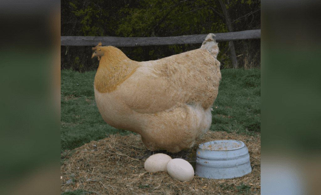 Now We Know The REAL Reason They Hate Eggs…