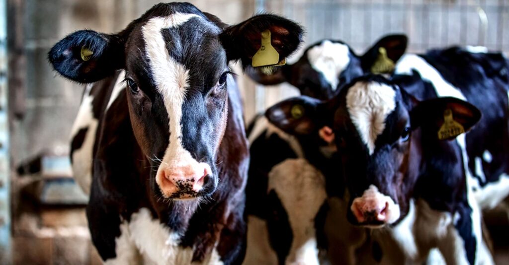 How Industry ‘Megamergers’ Are Killing Off Family Dairy Farms