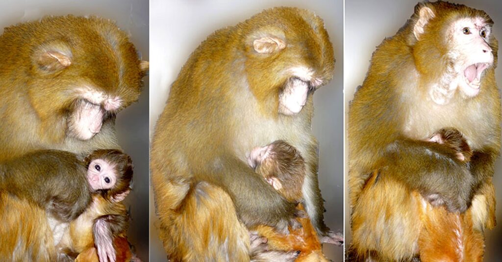 380+ Scientists: NIH-Funded Experiments on Monkeys ‘Cruel’ and ‘Unethical’