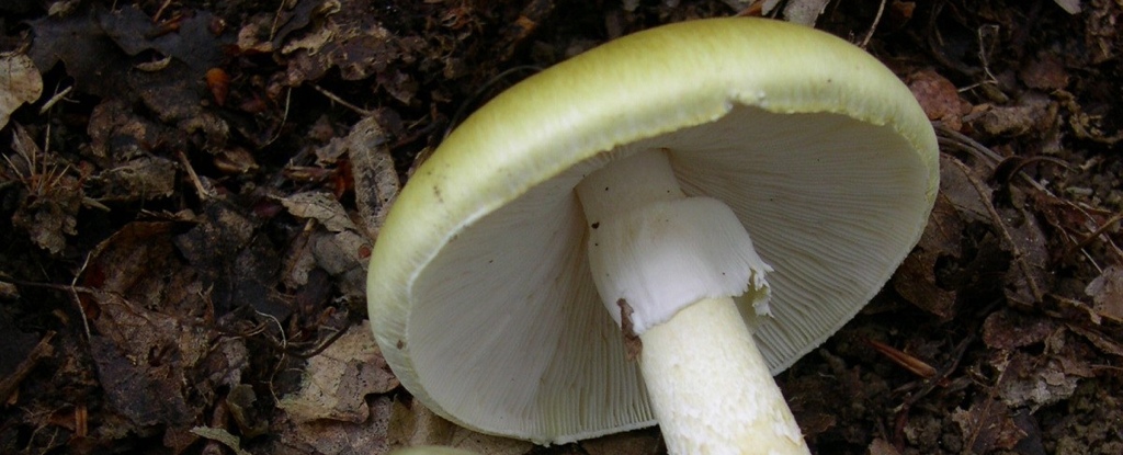 World's Deadliest Mushroom Changed How It Reproduces as It Spreads Across The US